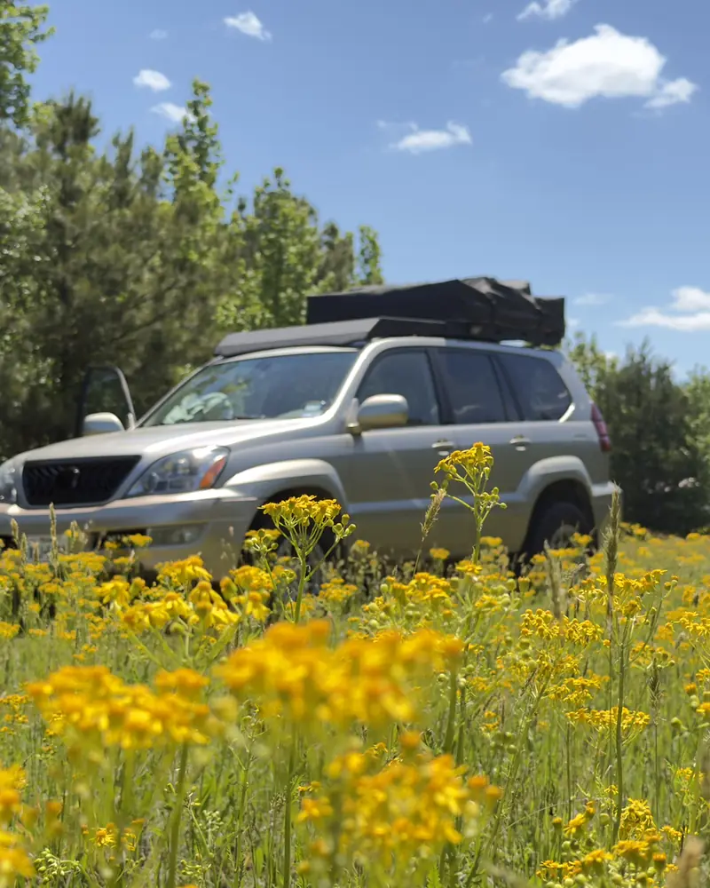 Ginny in a field of yellow wildflowers